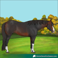 Horse Color:Bay Splash Tobiano 