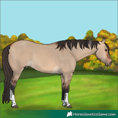 Horse Color:Bay Dun Tobiano