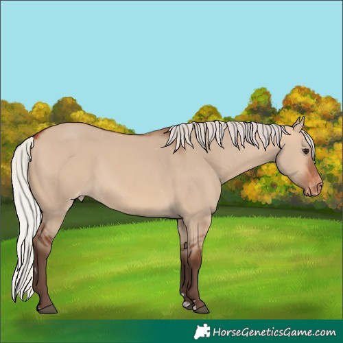 Horse Color:Silver Bay Dun Varnish 
