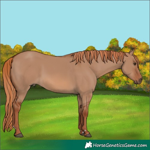 Horse Color:Red Dun