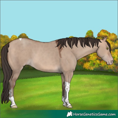 Horse Color:Sable Champagne Dun Tobiano