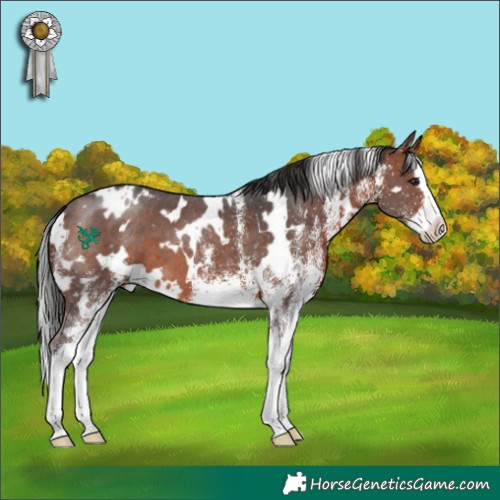 Horse Color:White Spotted Brown Splash Appaloosa