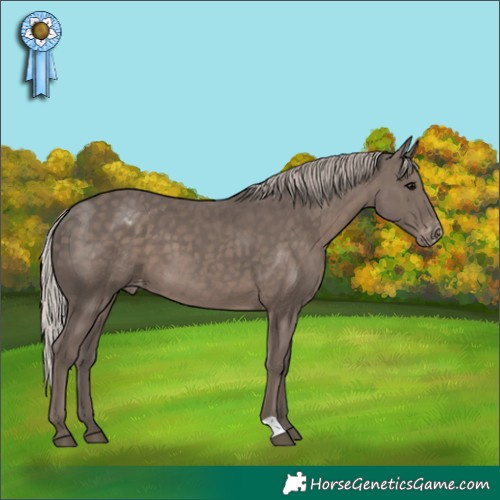 Horse Color:Silver Black Appaloosa 