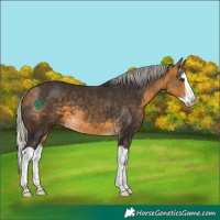 Horse Color:Silver Buckskin Splash 
