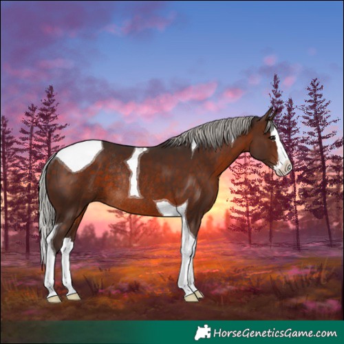 Horse Color:Silver Brown Splash Tobiano Rabicano 