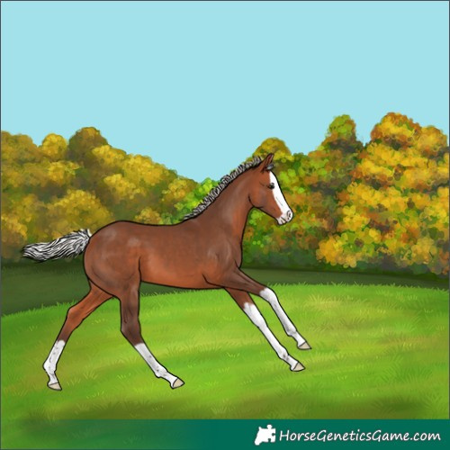 Horse Color:Silver Brown Splash 