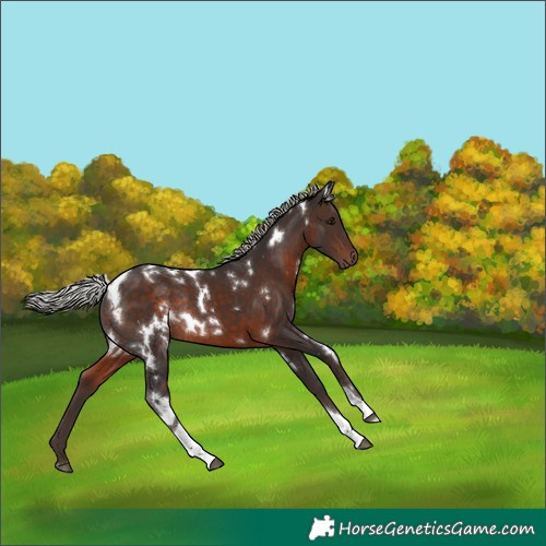Horse Color:White Spotted Silver Brown Tobiano Rabicano 