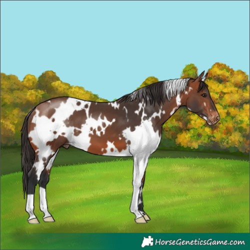 Horse Color:White Spotted Bay Appaloosa 