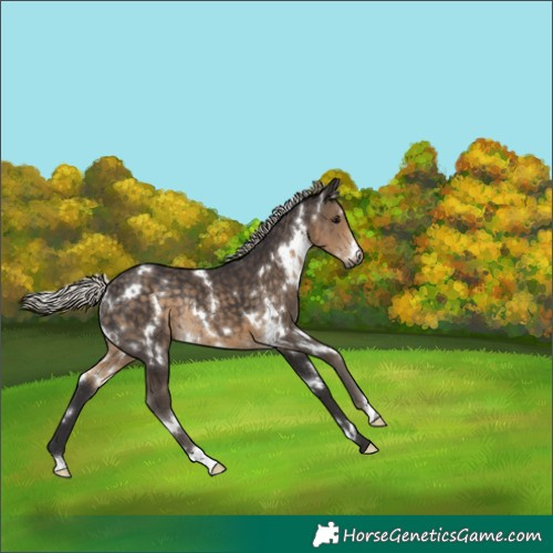 Horse Color:White Spotted Silver Smoky Black Rabicano 