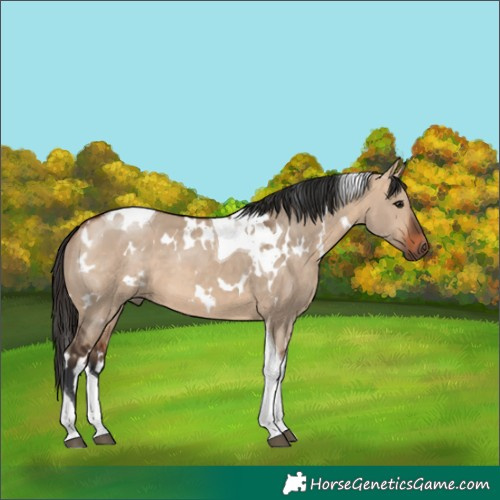 Horse Color:White Spotted Bay Dun Tobiano