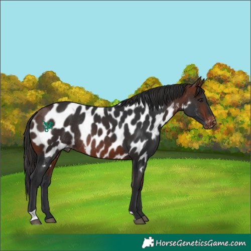 Horse Color:Bay Appaloosa Rabicano