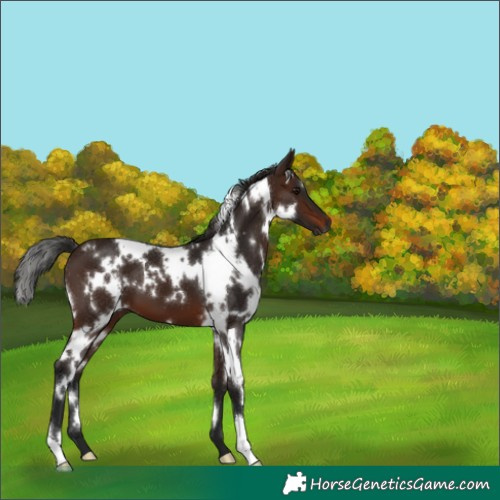 Horse Color:Gray White Spotted Bay 