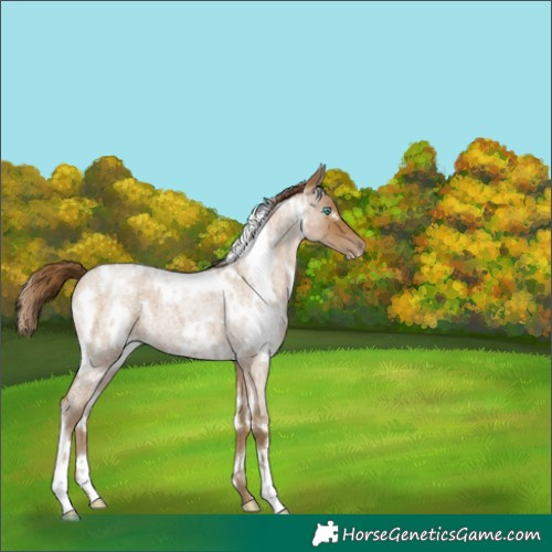 Horse Color:Gray White Spotted Smoky Blue Roan Pearl 
