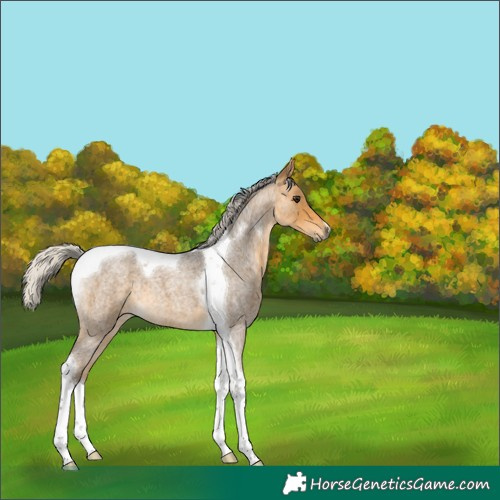Horse Color:Silver Buckskin Roan Tobiano 