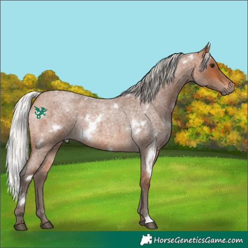 Horse Color:White Spotted Silver Bay Roan 