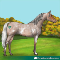 Horse Color:White Spotted Silver Bay Roan