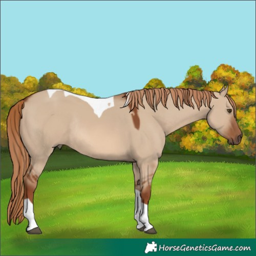 Horse Color:Red Dun Tobiano Rabicano 