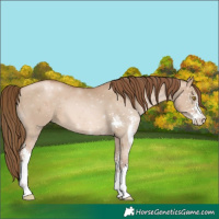 Horse Color:Liver Red Dun Pearl Sabino 
