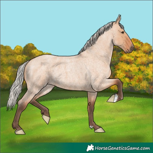 Horse Color:Unknown 