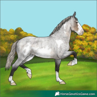 Horse Color:Silver Smoky Blue Roan Frame