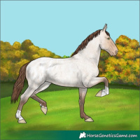 Horse Color:Amber Champagne Roan Dun Appaloosa