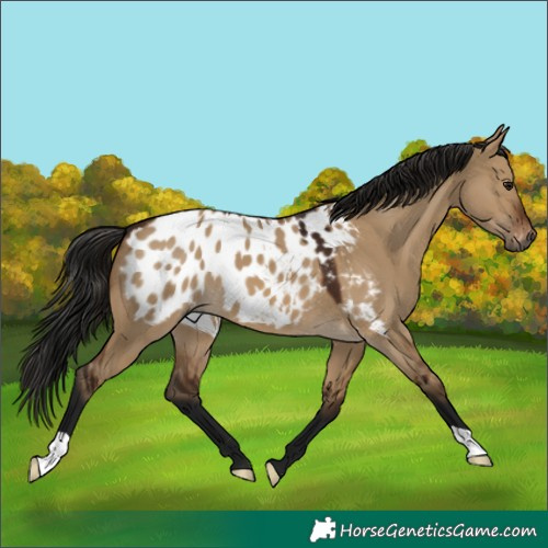 Horse Color:Gray Bay Dun Appaloosa 
