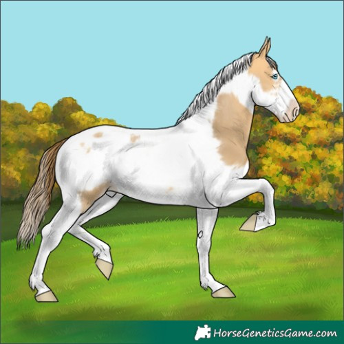 Horse Color:Buckskin Dun Tobiano Frame Appaloosa 