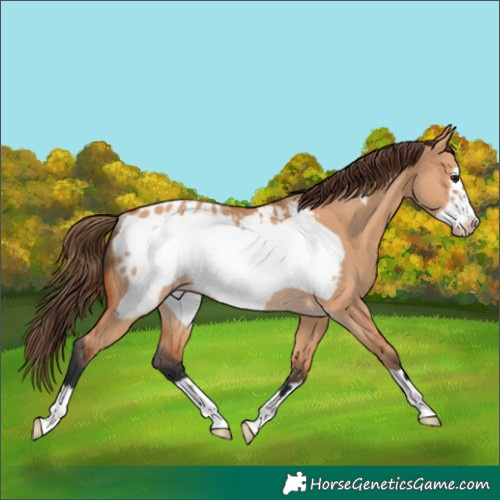 Horse Color:Bay Dun Frame Appaloosa Rabicano 