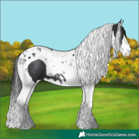 Horse Color:Black Splash Tobiano