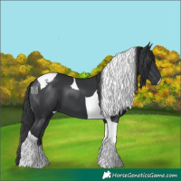 Horse Color:Black Tobiano