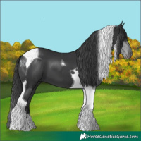 Horse Color:Black Tobiano