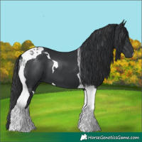 Horse Color:Black Tobiano 