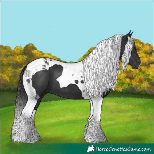 Horse Color:Black Tobiano