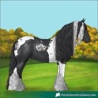 Horse Color:Black Tobiano