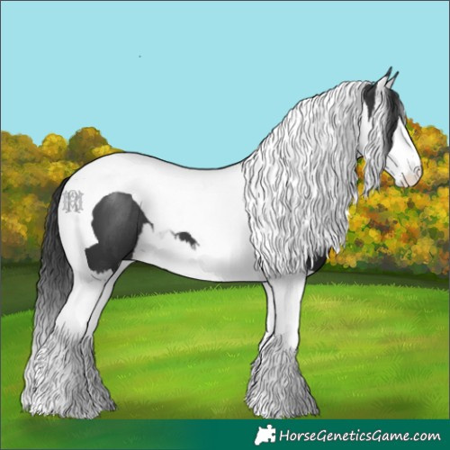 Horse Color:Black Splash Tobiano