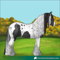 Horse Color:Black Tobiano 