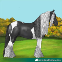 Horse Color:Black Tobiano