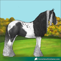 Horse Color:Black Tobiano