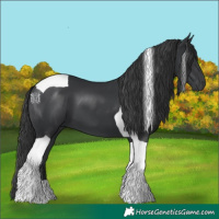 Horse Color:Black Tobiano 