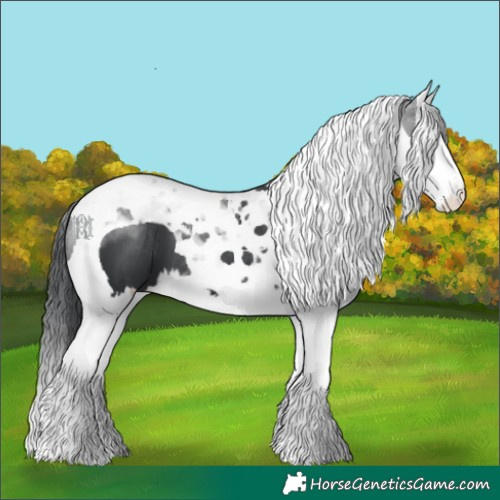 Horse Color:Black Splash Tobiano 