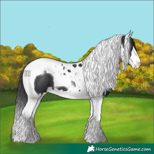 Horse Color:Black Splash Tobiano