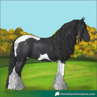 Horse Color:Black Tobiano 
