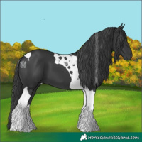 Horse Color:Black Tobiano
