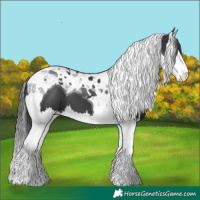Horse Color:Black Splash Tobiano 