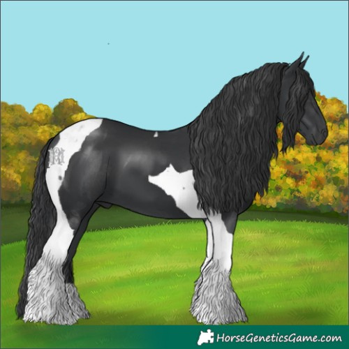 Horse Color:Black Tobiano 