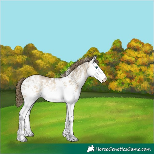 Horse Color:Unknown 