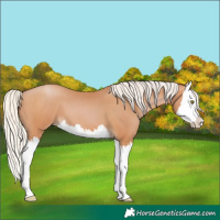 Horse Color:Silver Bay Pearl Splash