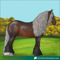 Horse Color:Silver Brown Rabicano