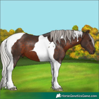 Horse Color:Silver Brown Tobiano 
