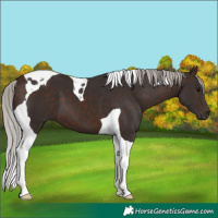 Horse Color:Silver Brown Tobiano 